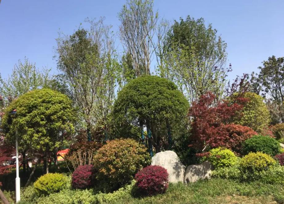 春季氣溫開(kāi)始回升，襄陽(yáng)園林綠化公司做好這些養(yǎng)護(hù)舉措，苗木來(lái)年存活好，長(zhǎng)枝快