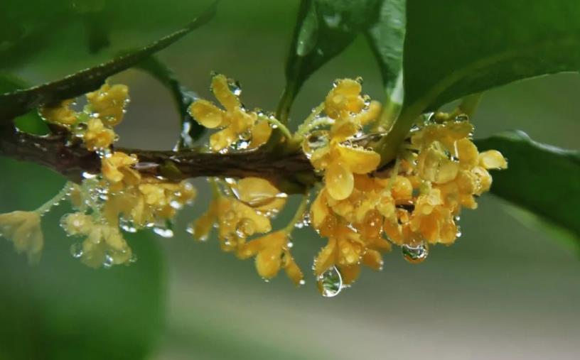 春季桂花移栽修剪有訣竅，襄陽(yáng)園林綠化公司親傳經(jīng)驗(yàn)，來(lái)年花多枝密長(zhǎng)勢(shì)好
