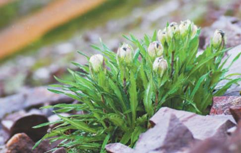 冰天雪地，為何也有植物開花？